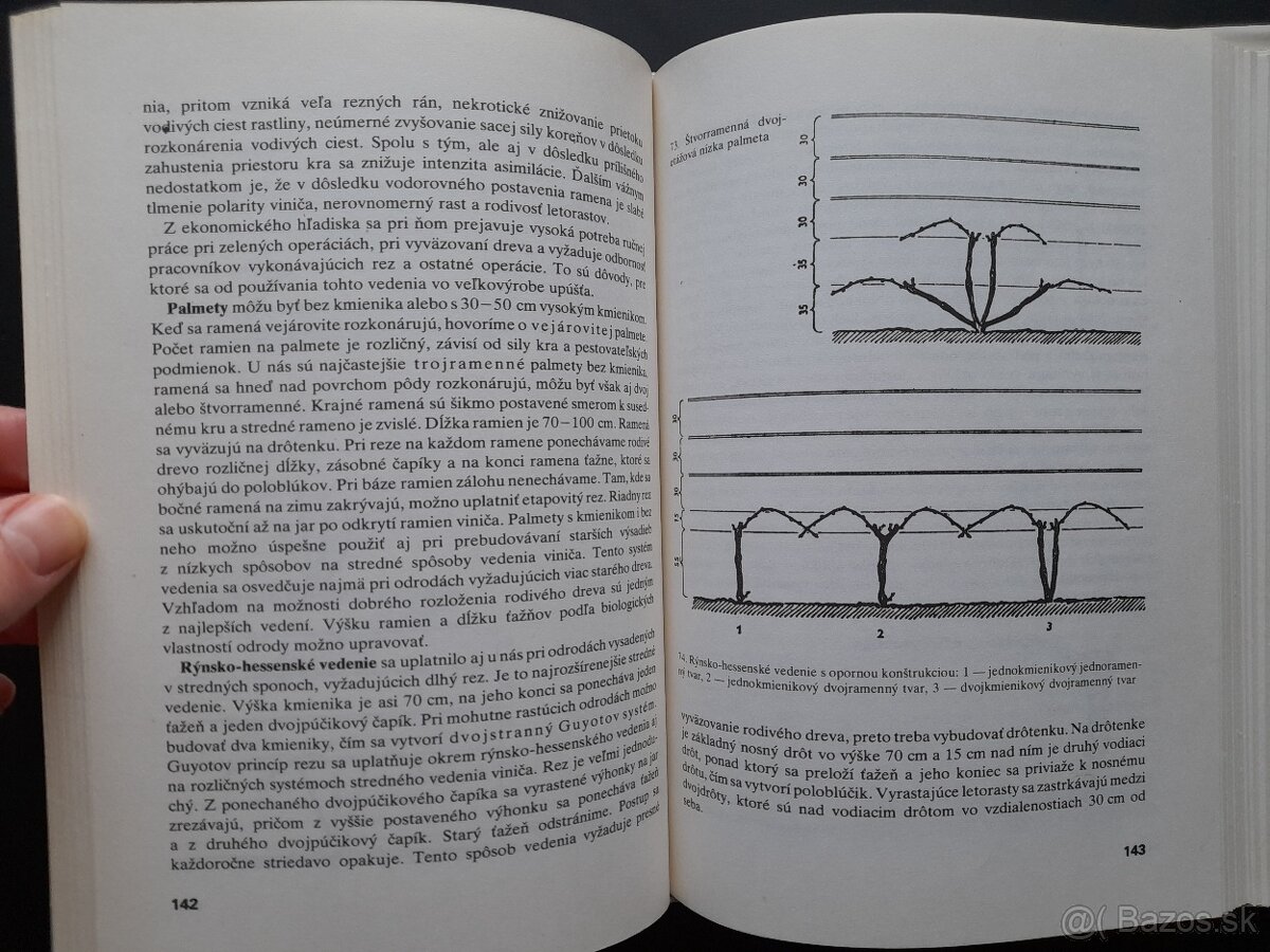 Rez a vedenie viniča - 4