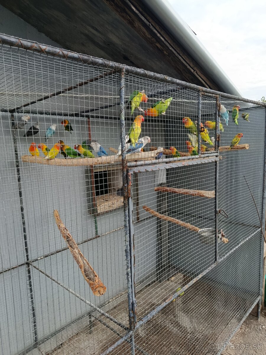 Predám agapornisov - 4