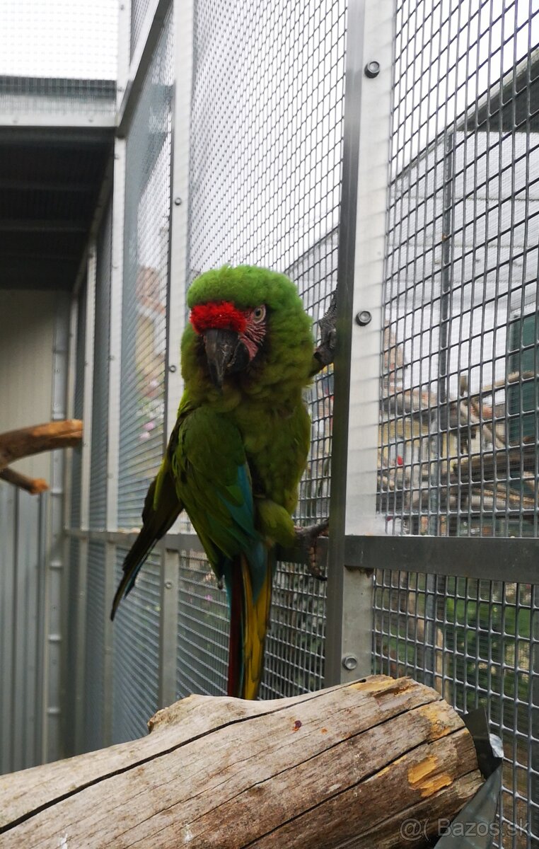 Ara vojenská MILITARIS - 4