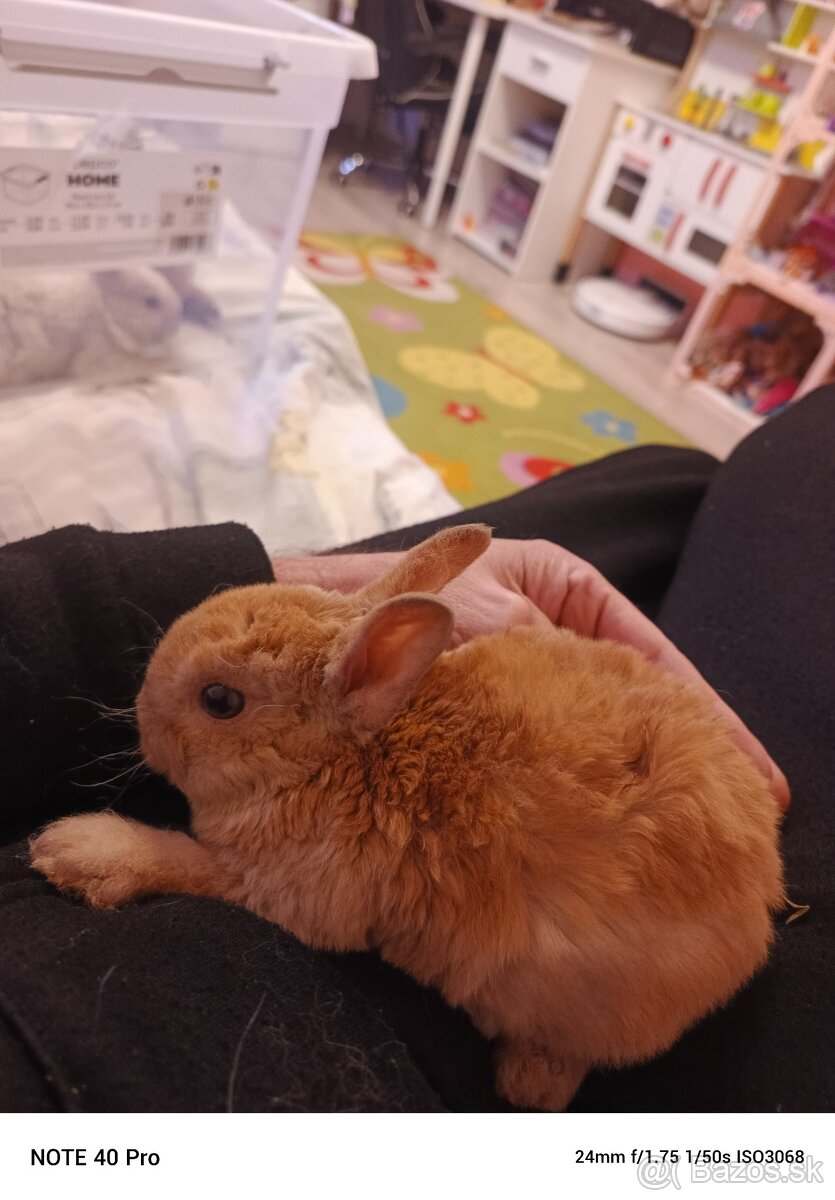 Zakrsle zajačiky - 4