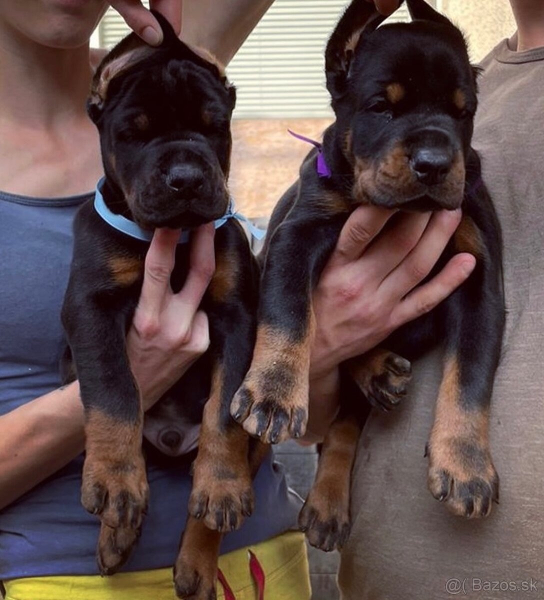 Doberman šteniatka s PP - 4