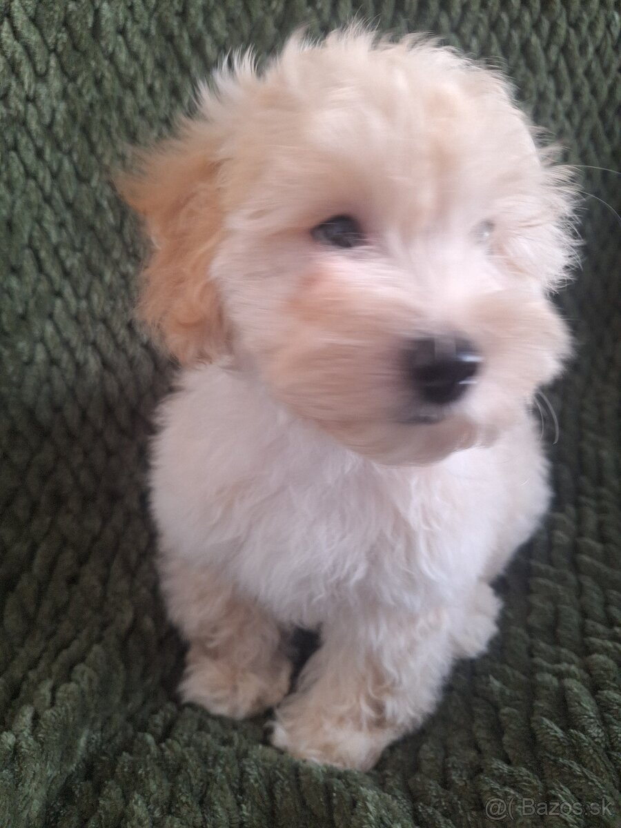 Maltipoo šteniatko, chlapček - F1 - 4