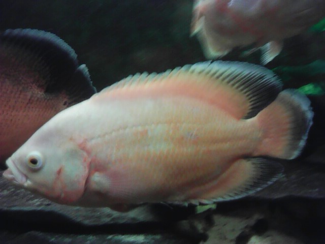 Cichlida pávia - ocellatus - 4