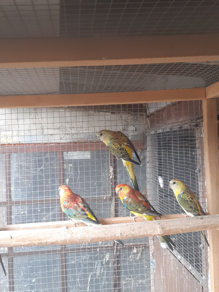 ponúkam na predaj - 4