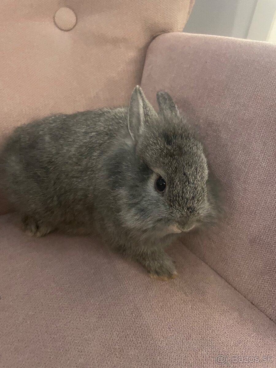 Zakrslý králik s Teddy génom - 4