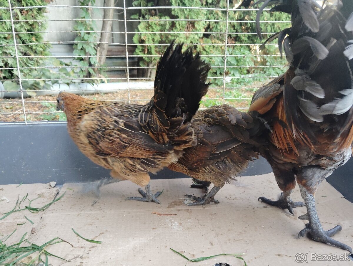 Predám sliepky gh mong - 4