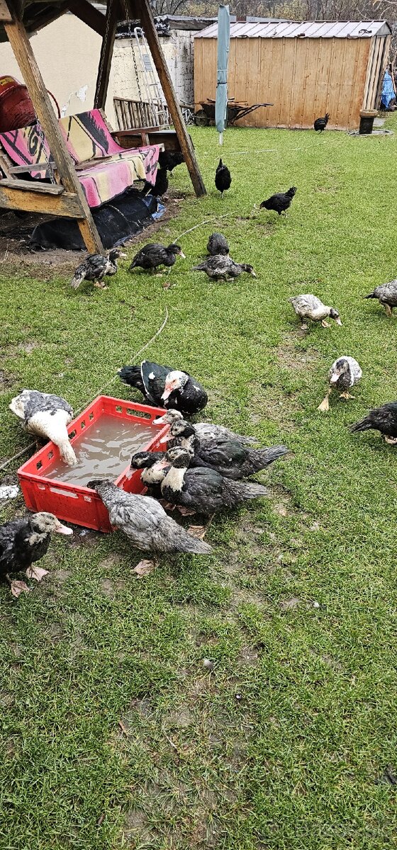 Predam cincke kacky - 4