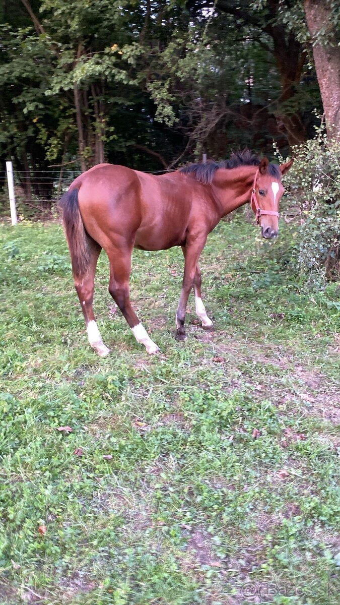 Letošní hřebeček ZANGERSHEIDE - 4