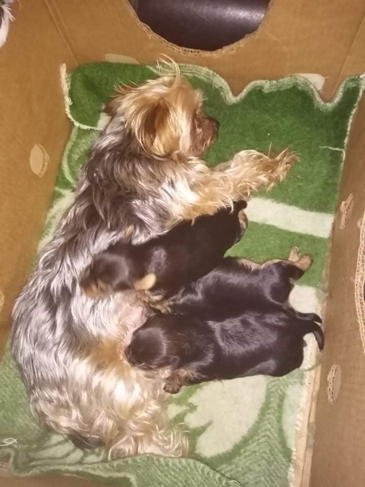 York na krytie.. - 4