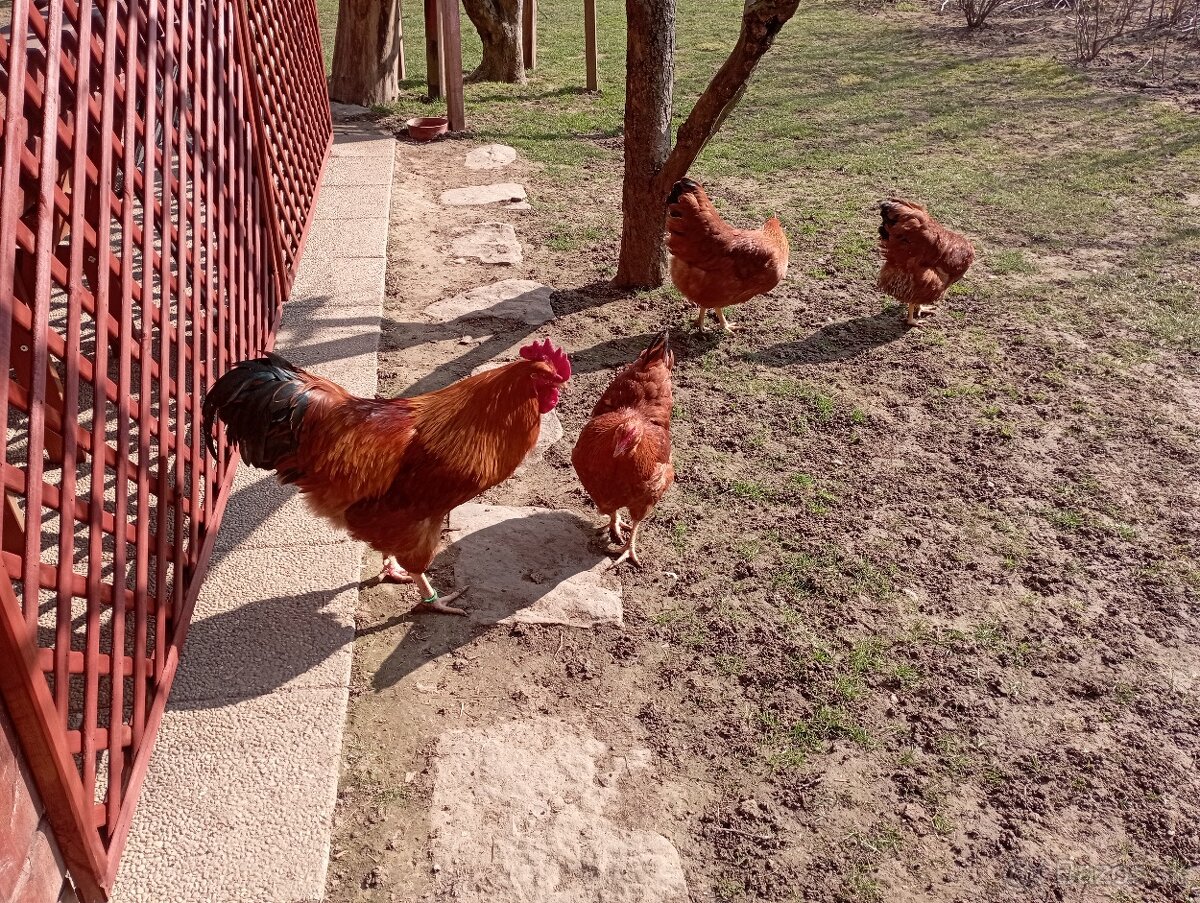 NÁSADOVÉ VAJCIA HEMPŠÍRKY - 4