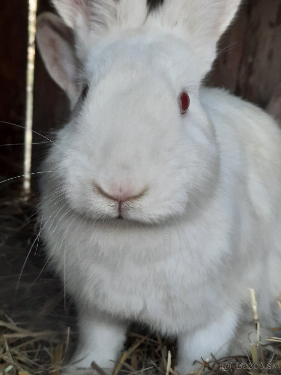 Králik - 4