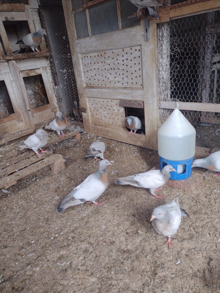 Predam holuby Koburske skovranky. - 4