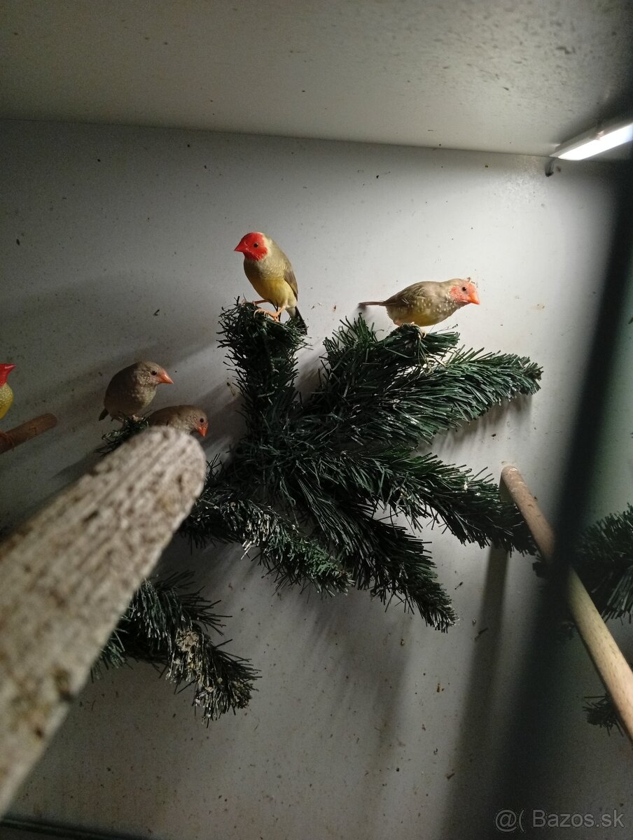 Astrild trstinový , drobotina - 4