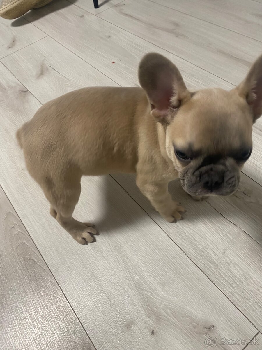 Francuzsky buldoček - 4