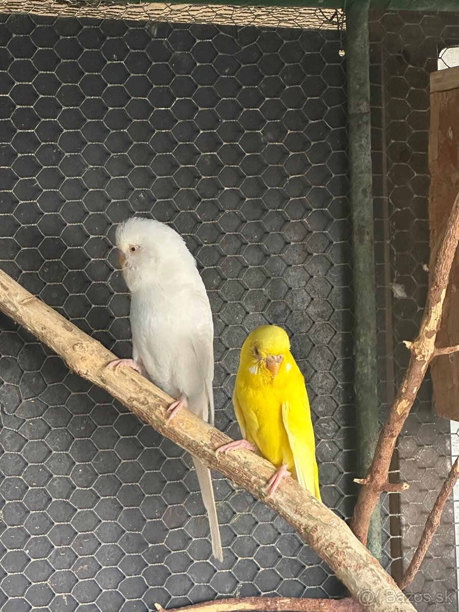 Andulky a korely - 4