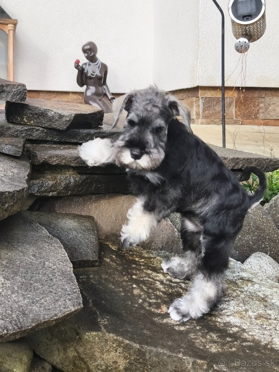 Bradáč malý korenie a soľ s PP - 4