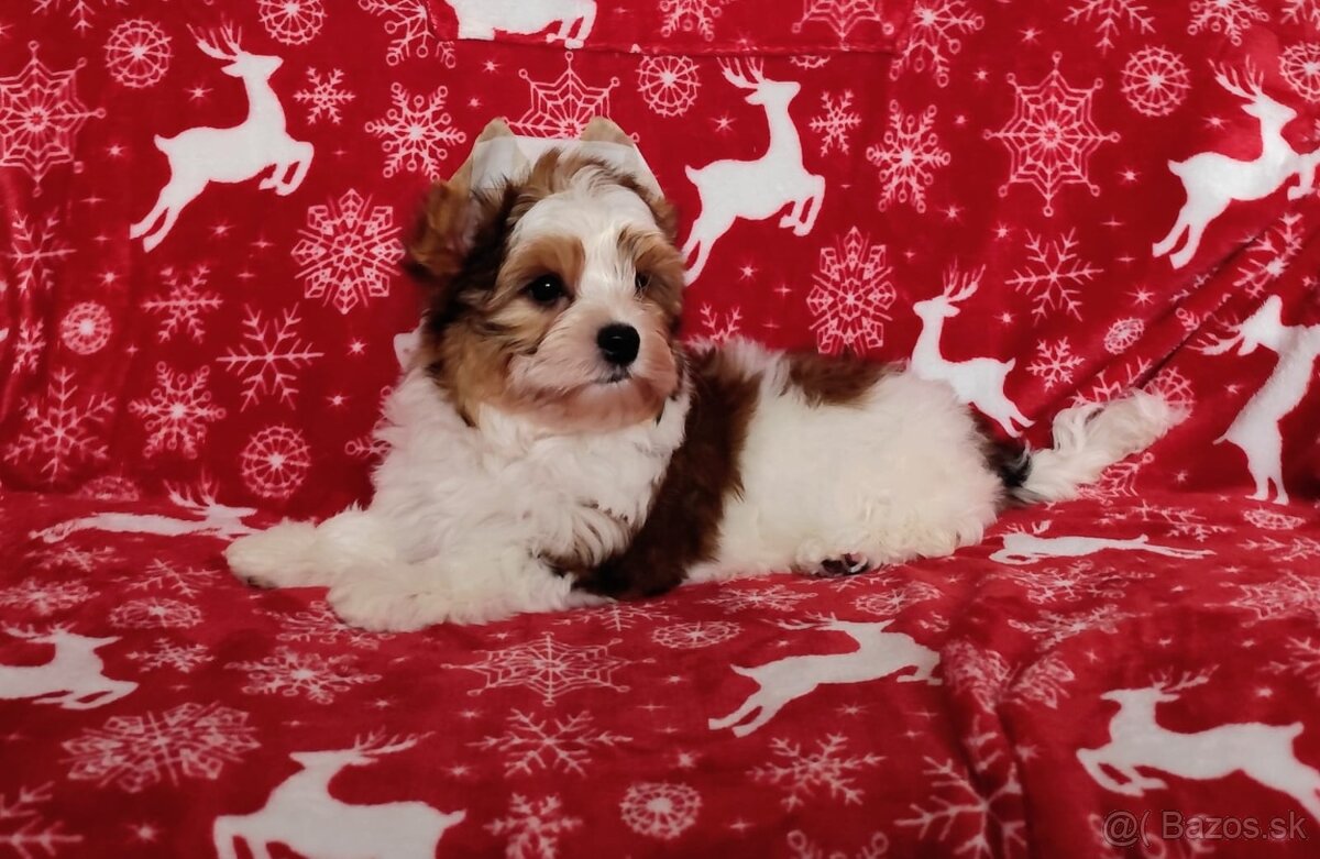 Yorkshire teriér, Biewer, Biro, Yorkshire teriér s PP - 4