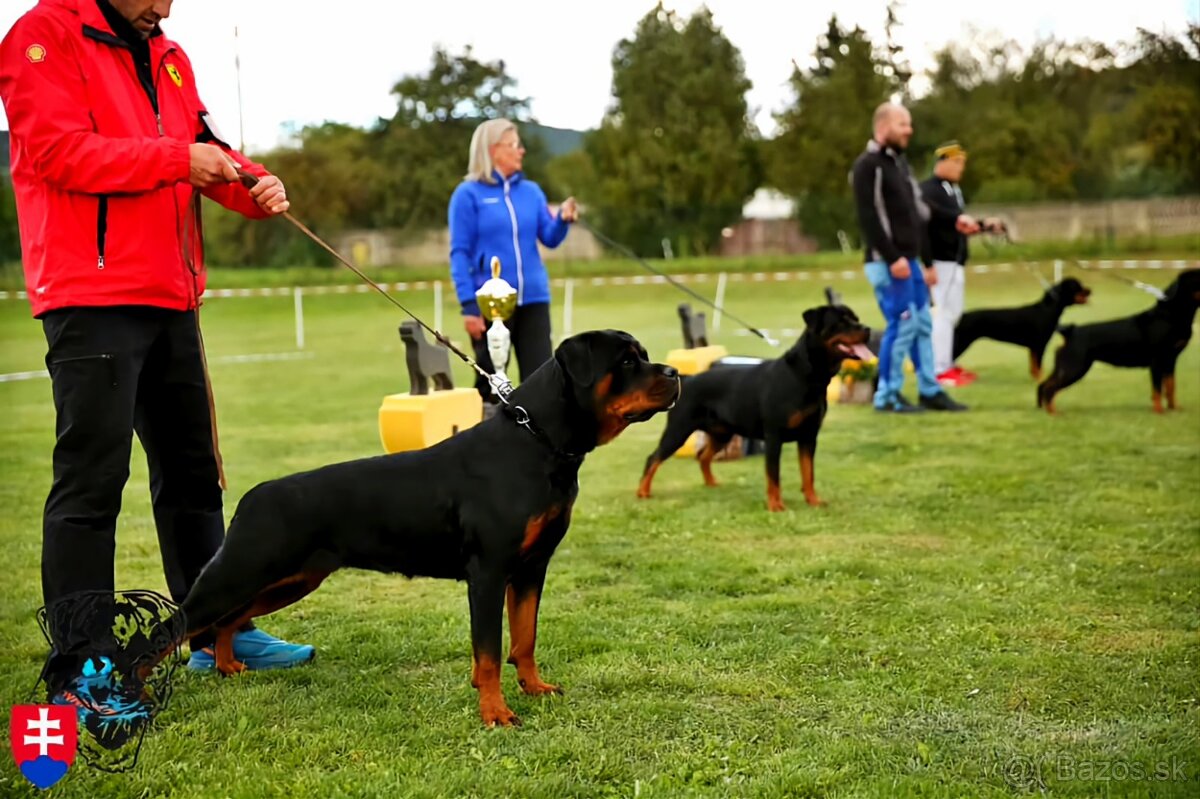 Rottweiler s PP Rotvajler s PP Štenata rotvajlera s PP Šten - 4