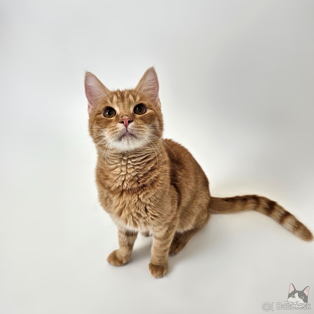 TOBY hľadá domov - 4