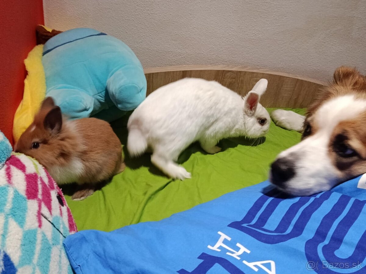 Darujem kralička - 4