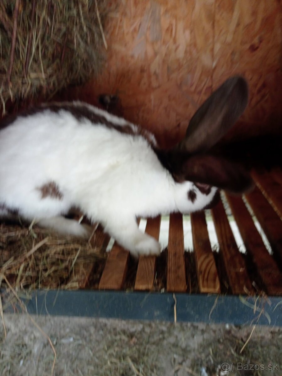 nemecky obrovity strakac havana - 4