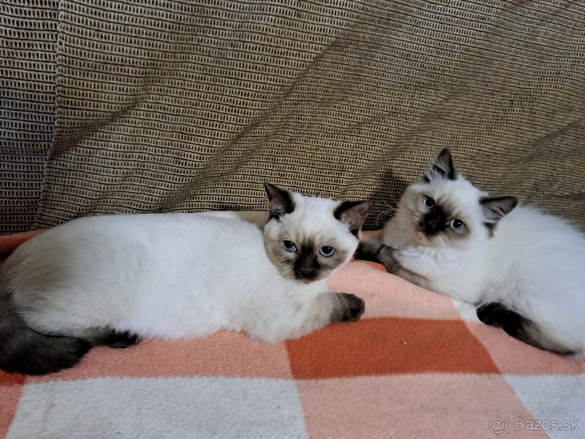 Britská modrá colorpoint - 4