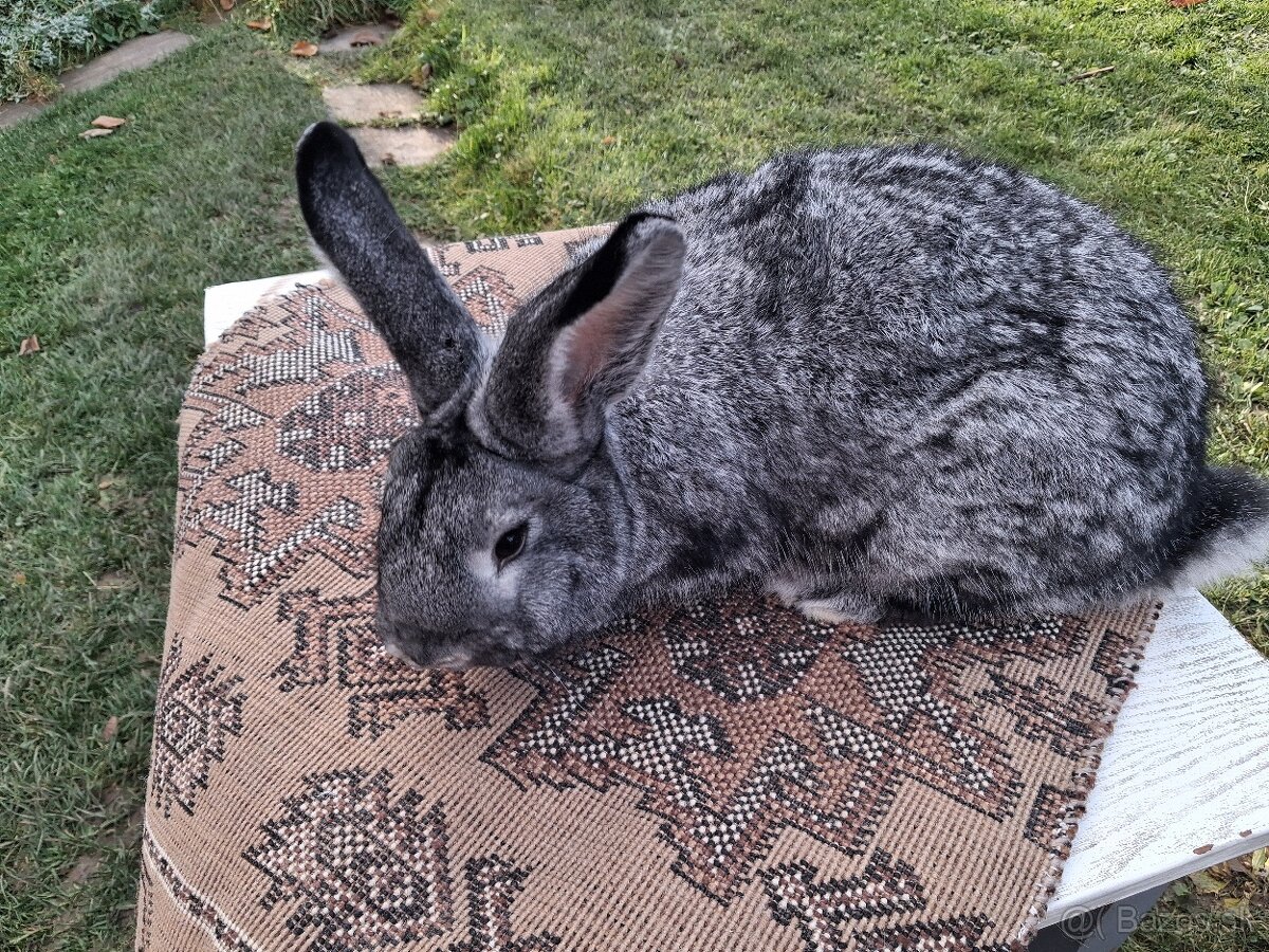 Činčila veľká - 4