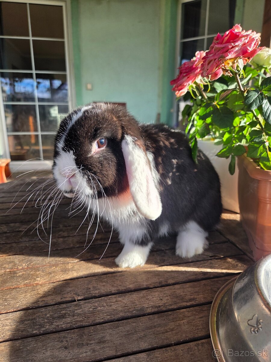 Zakrslý králik - 4