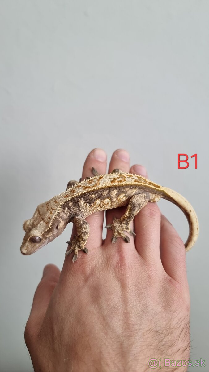 Pagekón riasnatý - 4