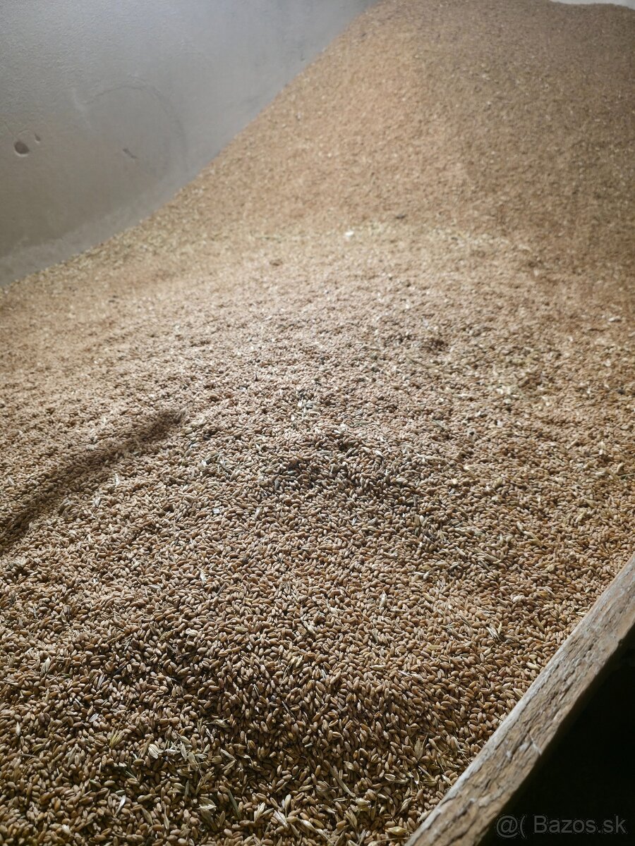 JAČMEŇ,PŠENICA,OVOS - 4