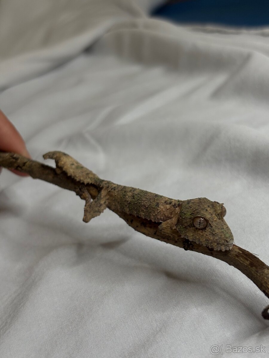 Uroplatus Henkeli - 4