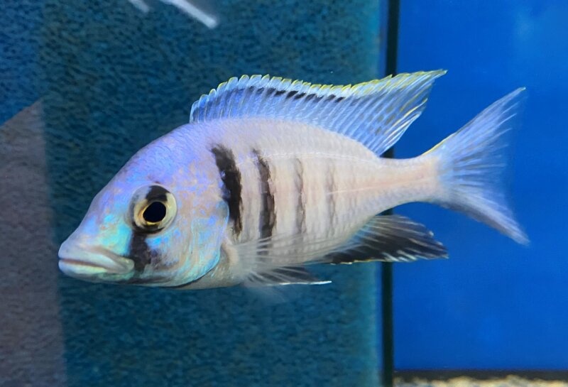 Placidochromis - 4