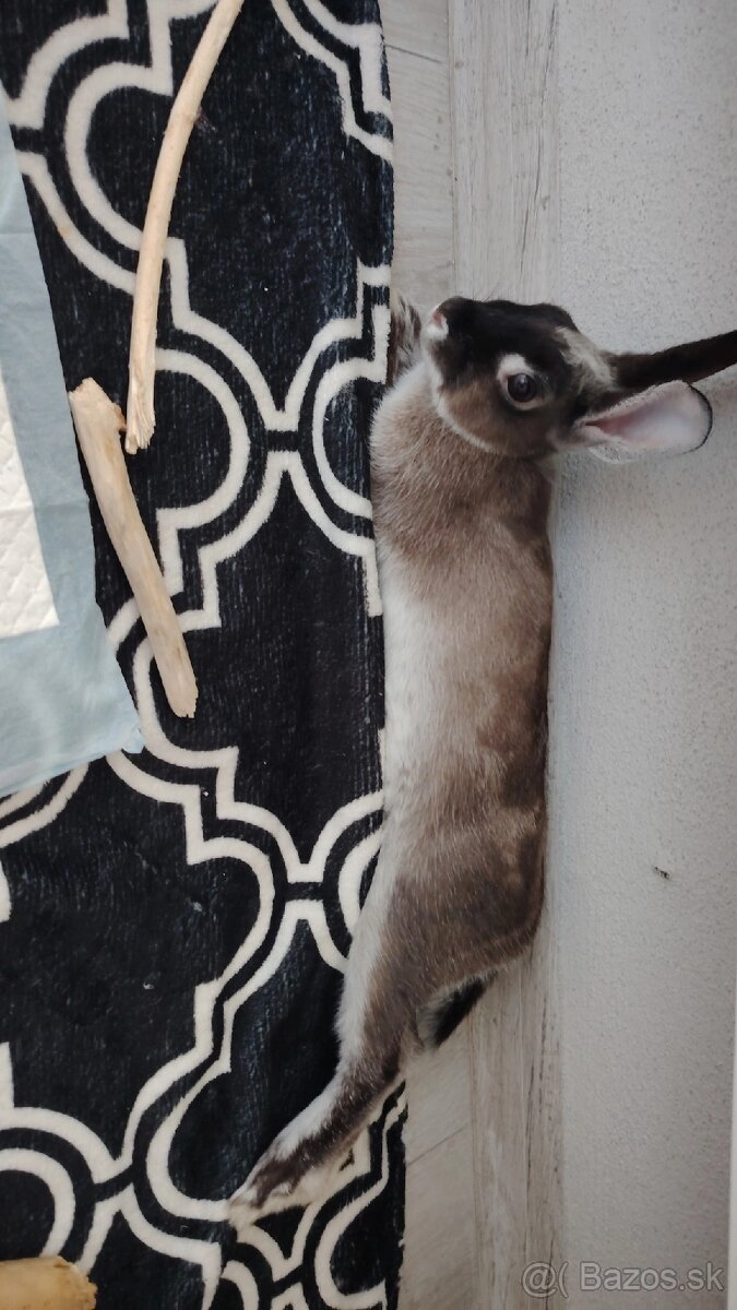 Darujem zajačika - 4