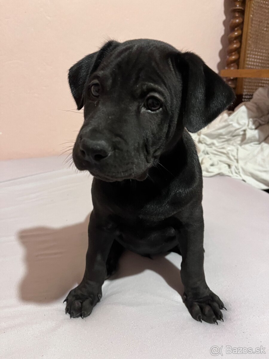 Steniatka labradora - 4