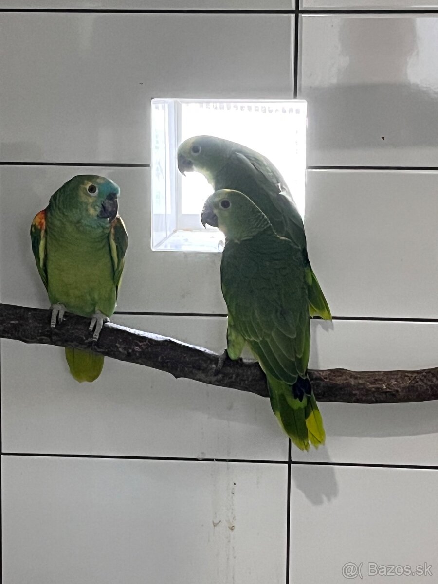 Amazoňan modročelý - 4