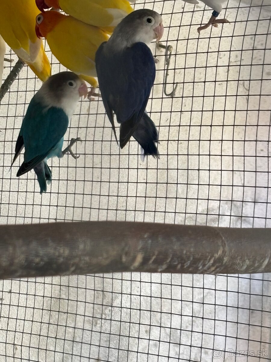 Agapornis fischer - 4