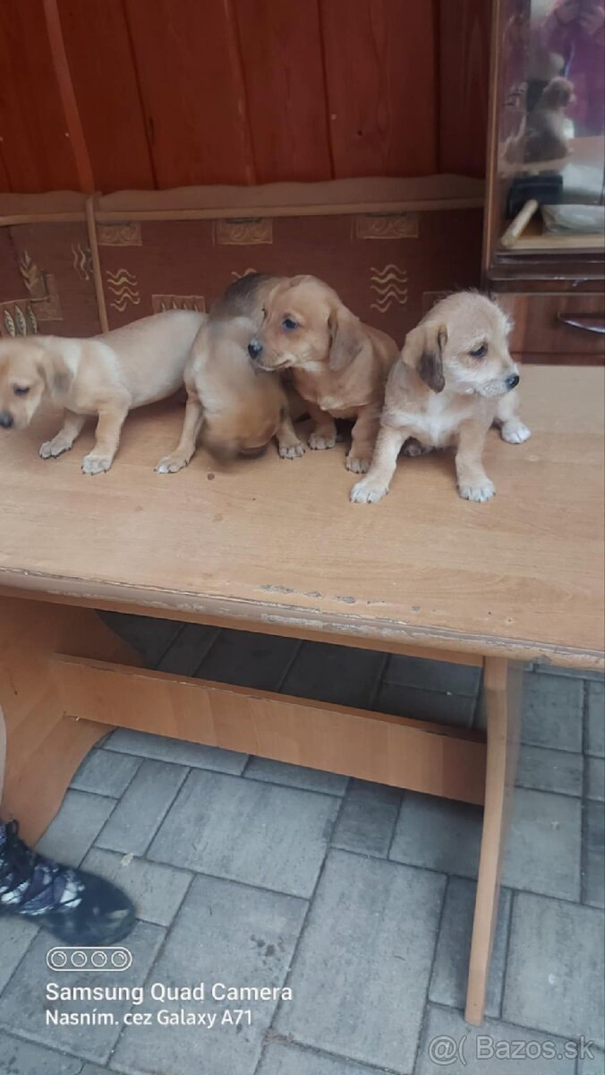 Darujem šteniatka - 4