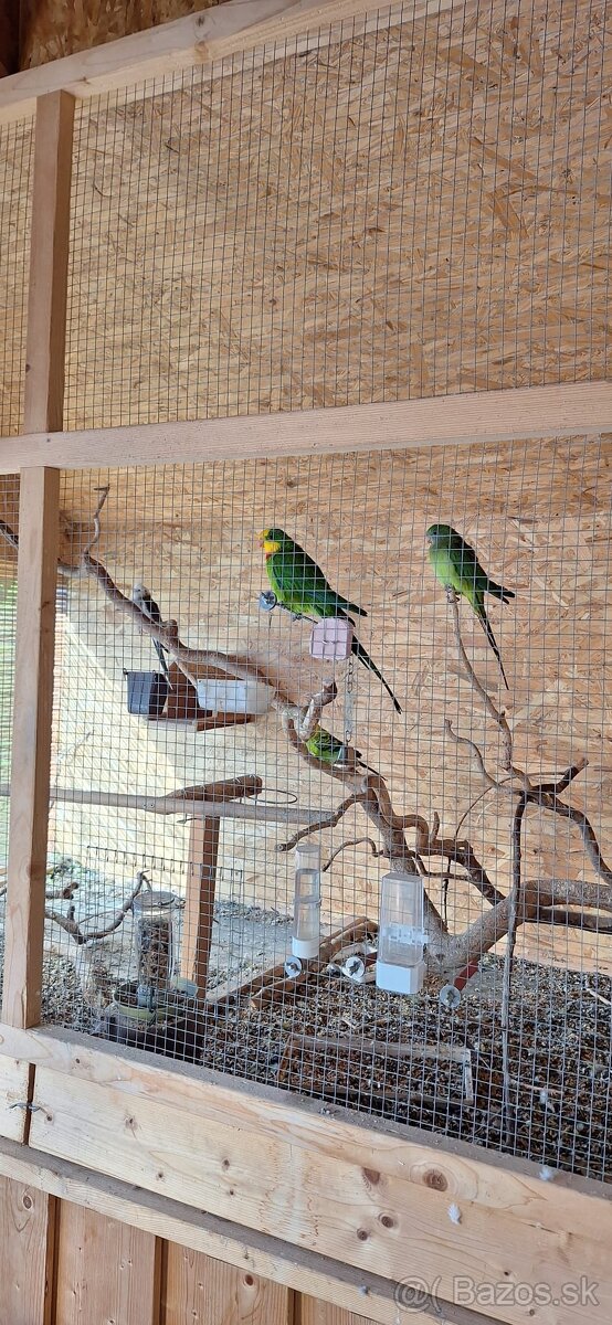 andulka, korela papagaj nadherny - 4