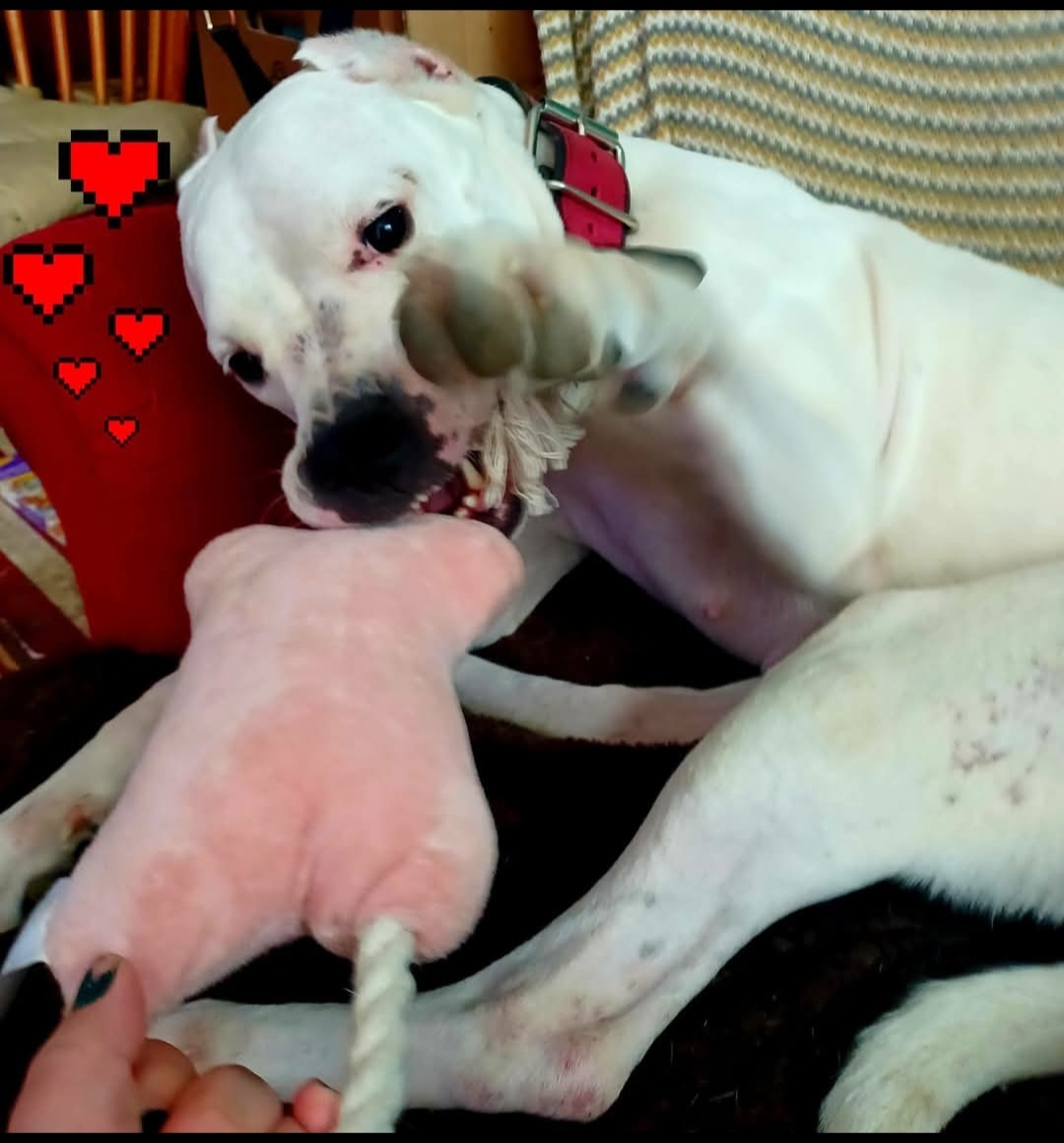 Argentínska doga sučka s PP - 4