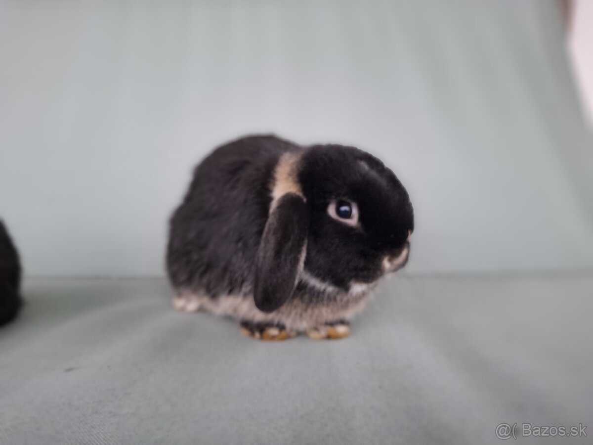 Zdrobnený králik, minilop, baranček - 4