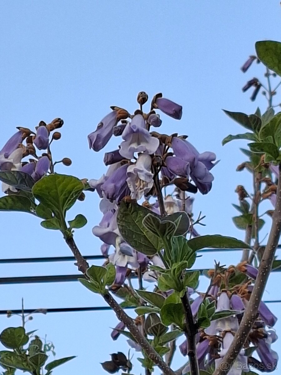 Paulownia semená - 4