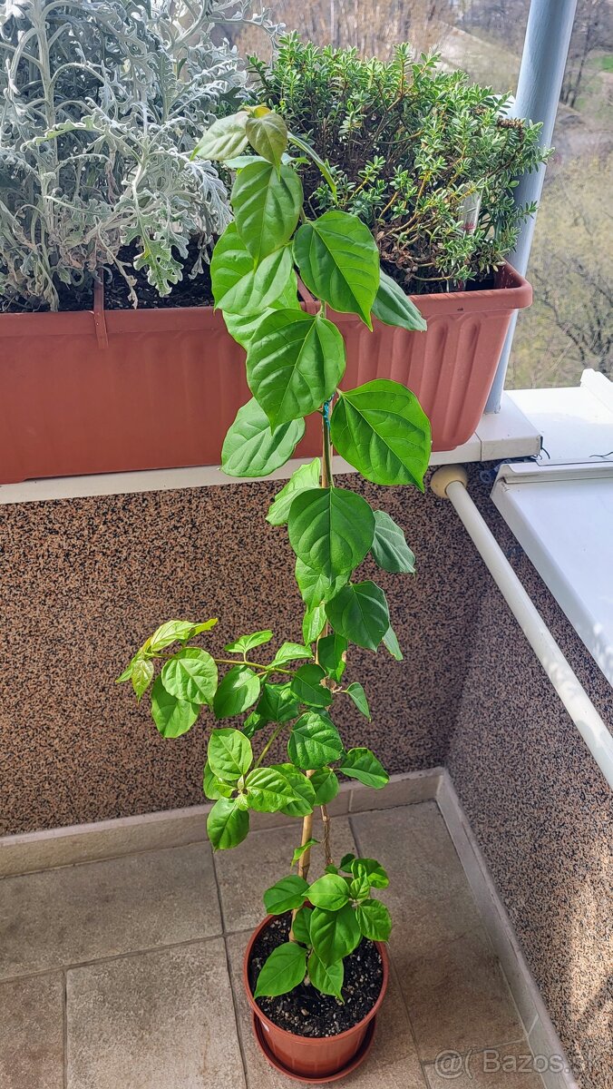 Bugenvilea (Bougainvillea) cyklámenová - 4