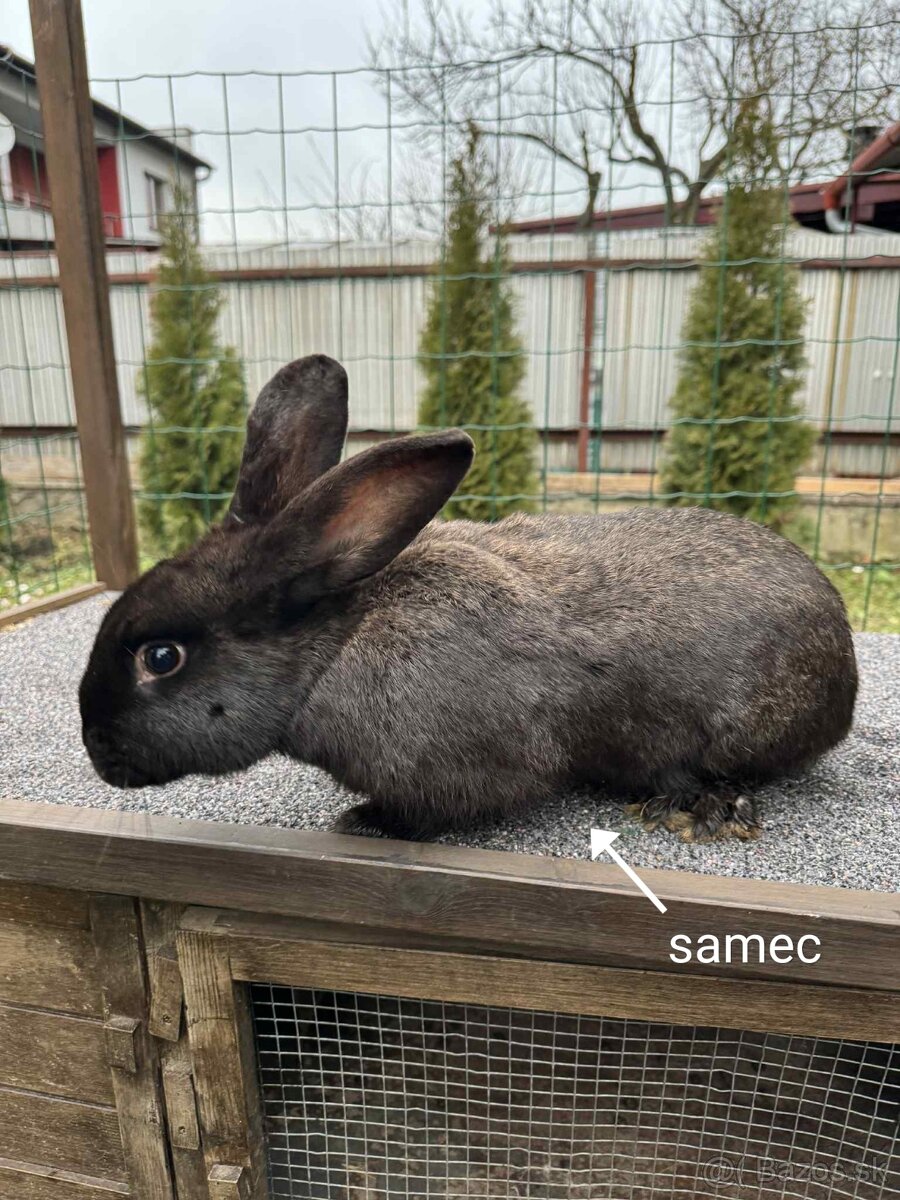 Predám zajace - 4