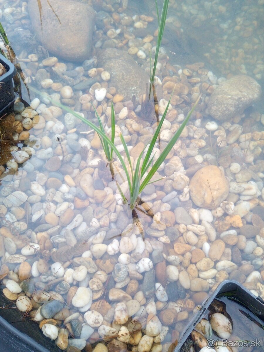Okysličovacie rastliny do jazierka - 4