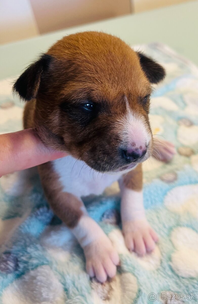 Basenji s PP - 4