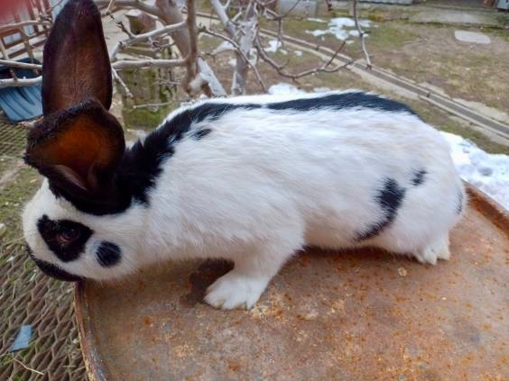 Nemecký obrovitý strakáč /NOS/ - 4