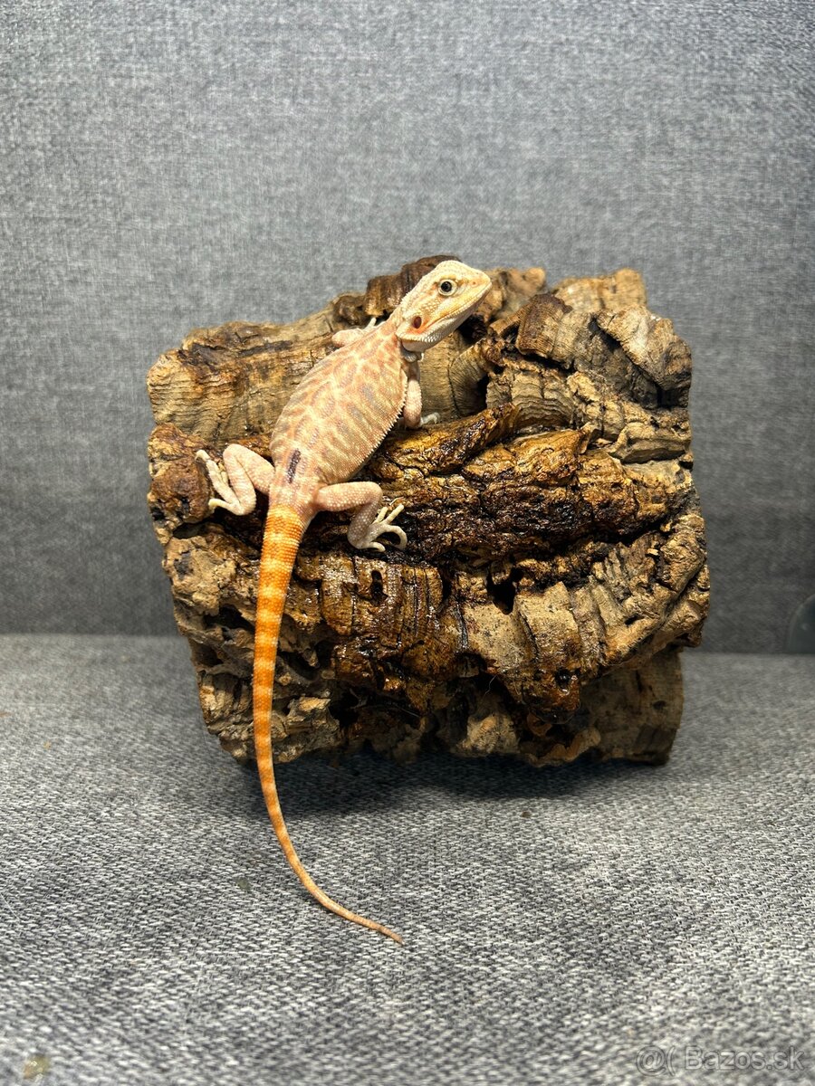 Agama bradatá - 4