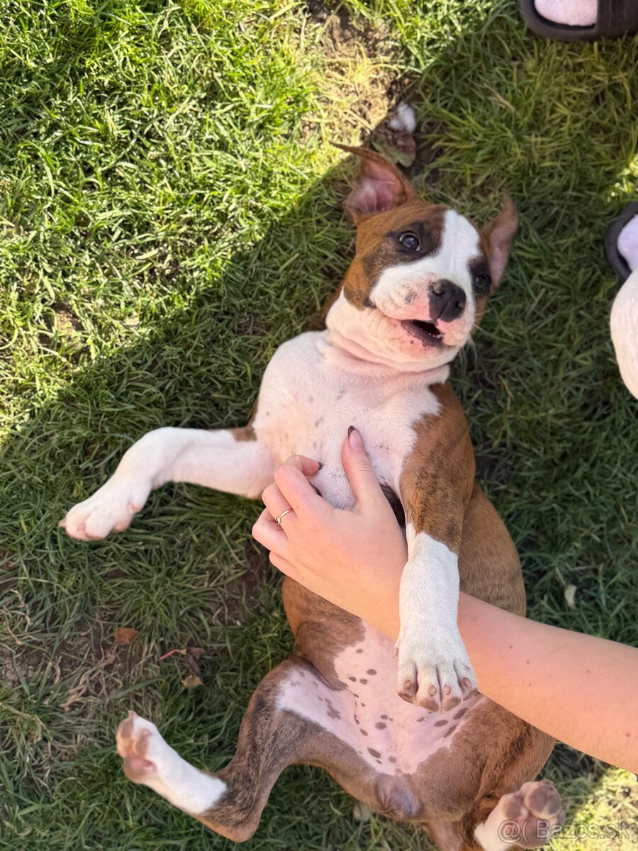 Americký stafordšírsky teriér s PP - 4