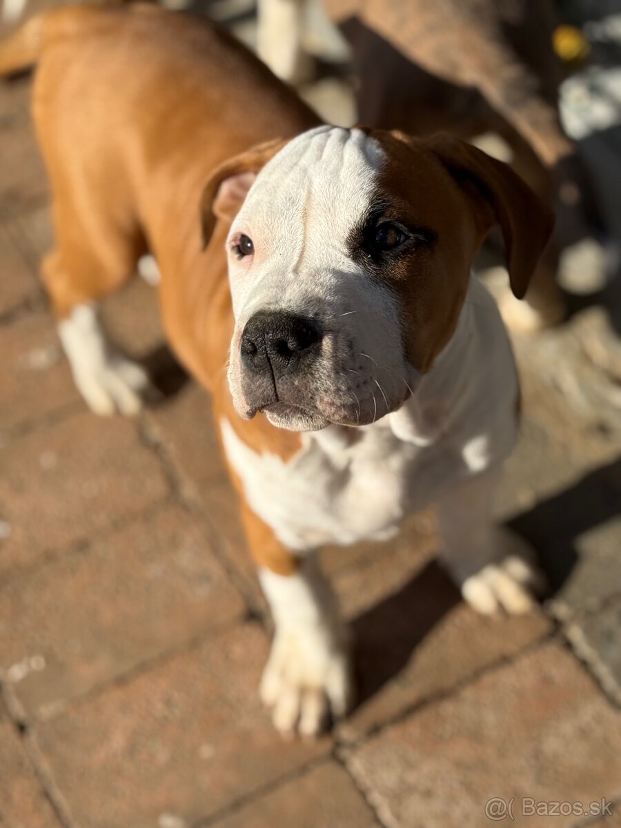 Americký stafordšírsky teriér s PP - 4