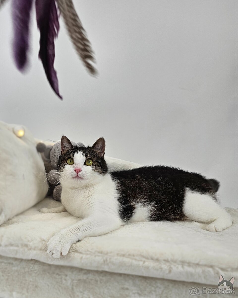 Mačička SAMANTA hľadá domov - 4